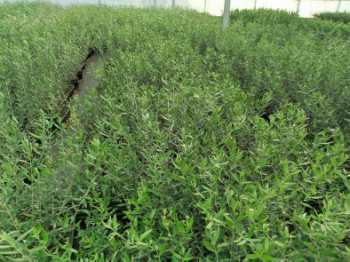 comprar olivos cornicabra