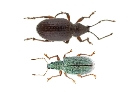 escarabajo del olivo