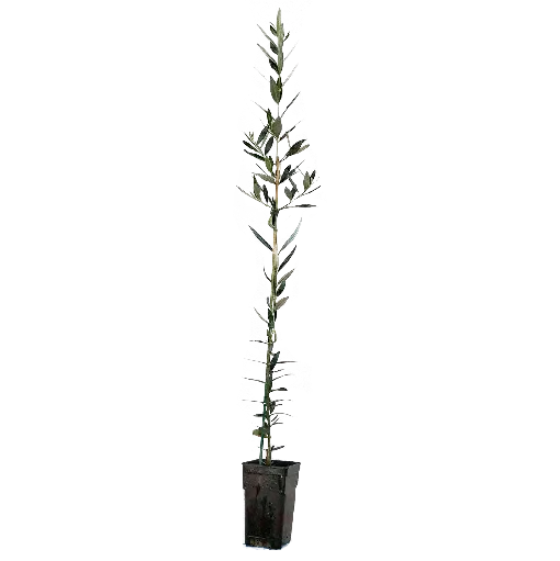 olivo muestra