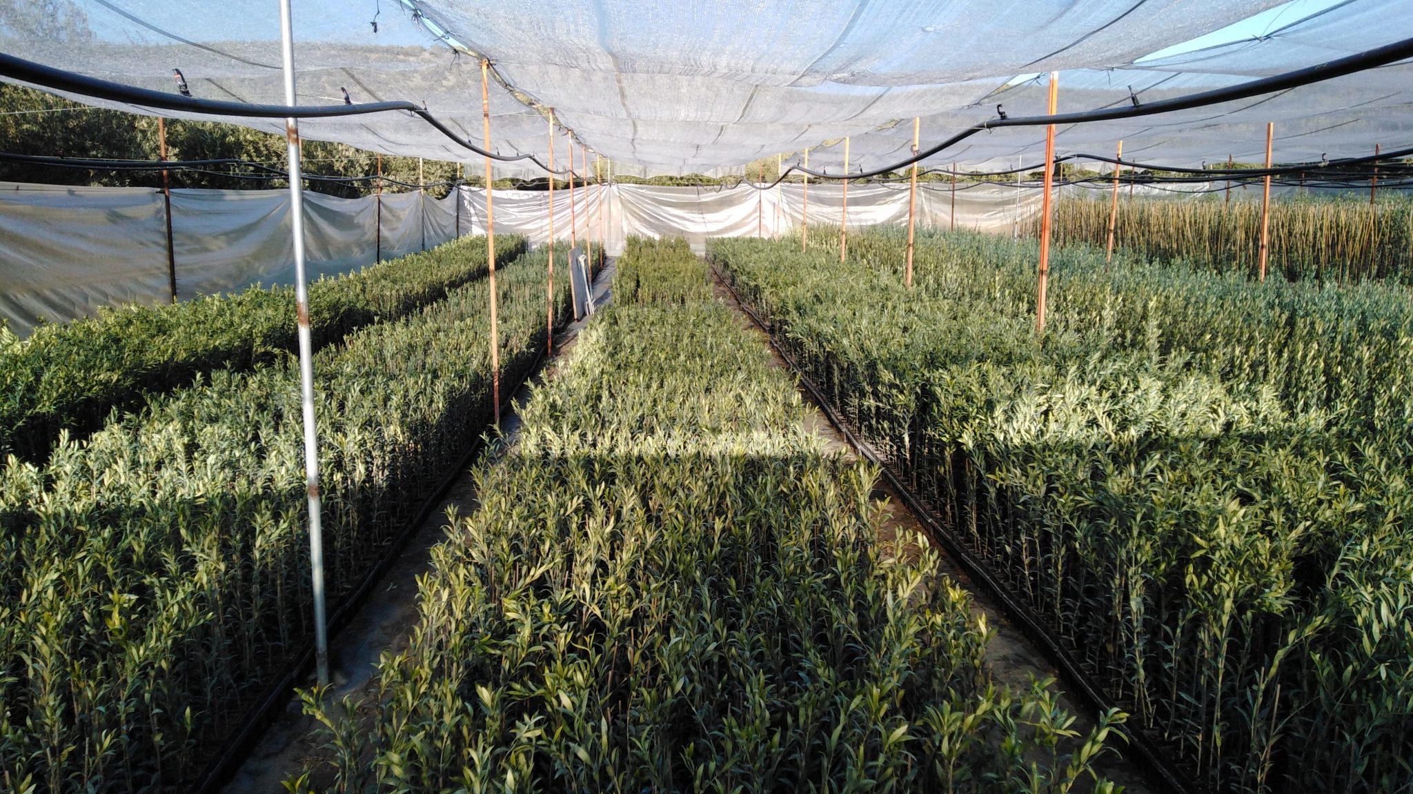 Venta de olivos