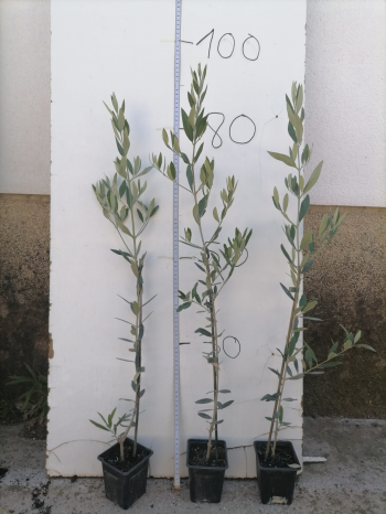 Picual >50 cm en 9x9