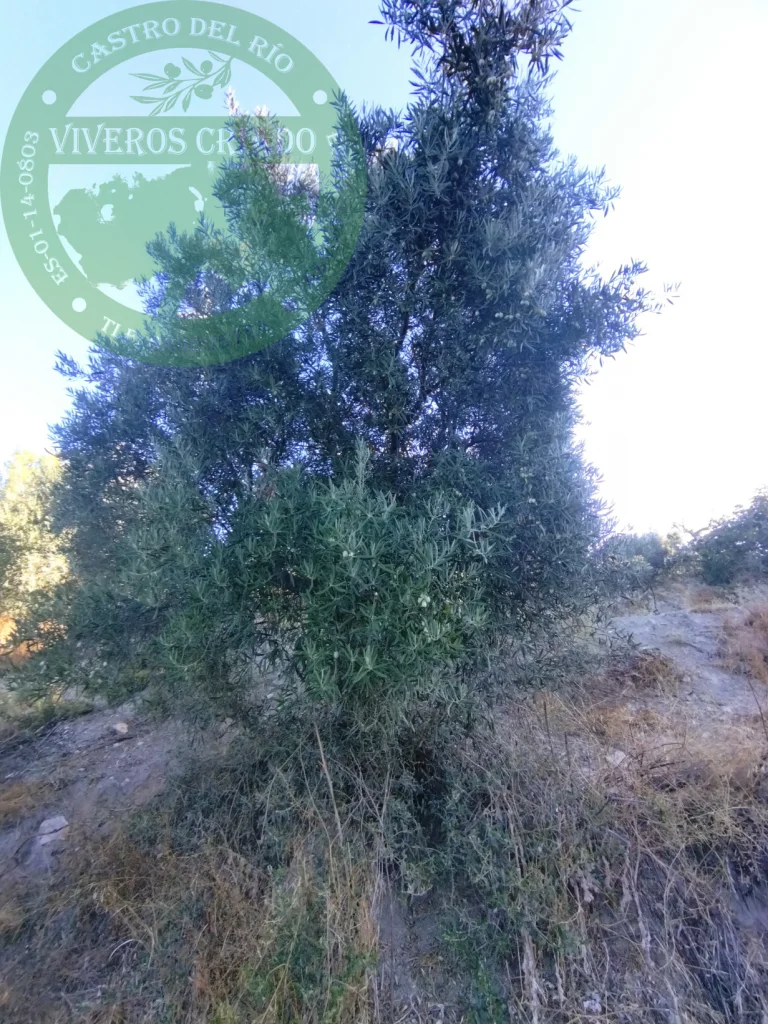 Olivo Royal de Cazorla