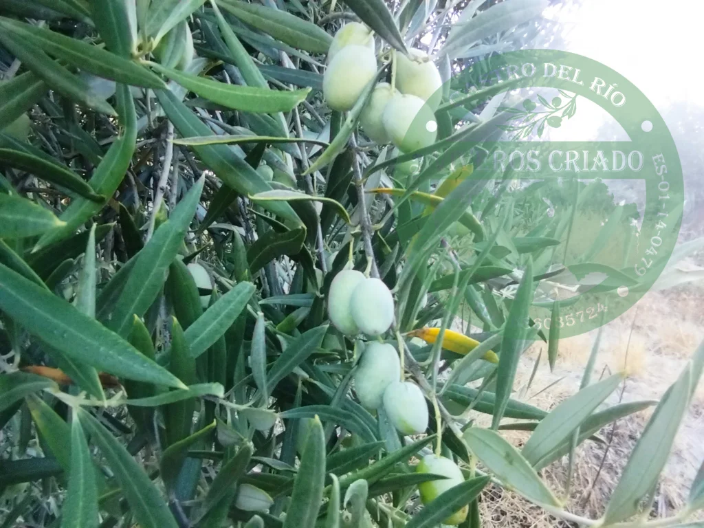 Aceituna Royal de Cazorla