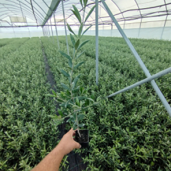 arbequina 2024