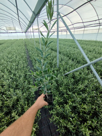 arbequina 2024