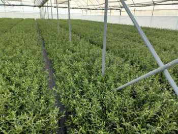 Arbequina superintensivo 60 cm maceta 7x7 turba - Imagen 3