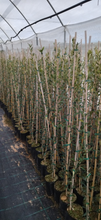 Olivo Arbequina en producción 1,00-1,50 metros