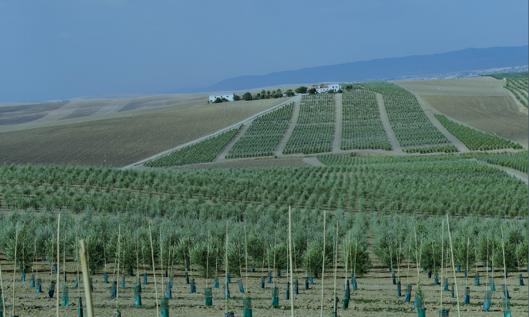 Sultana, Lecciana, Coriana, Todolivo I-15P