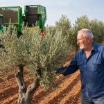 rentabilidad del olivar tradicional