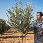 variedades de olivo resistentes a verticilosis