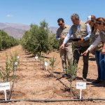 nuevas variedades de olivo