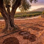 riego en profundidad olivar